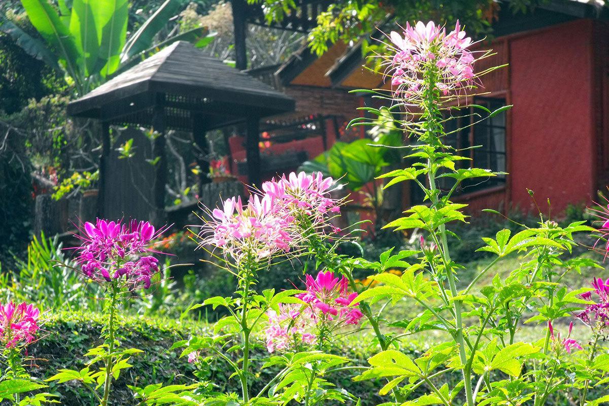 Mae Sa Valley Garden Resort Чиангмай Экстерьер фото